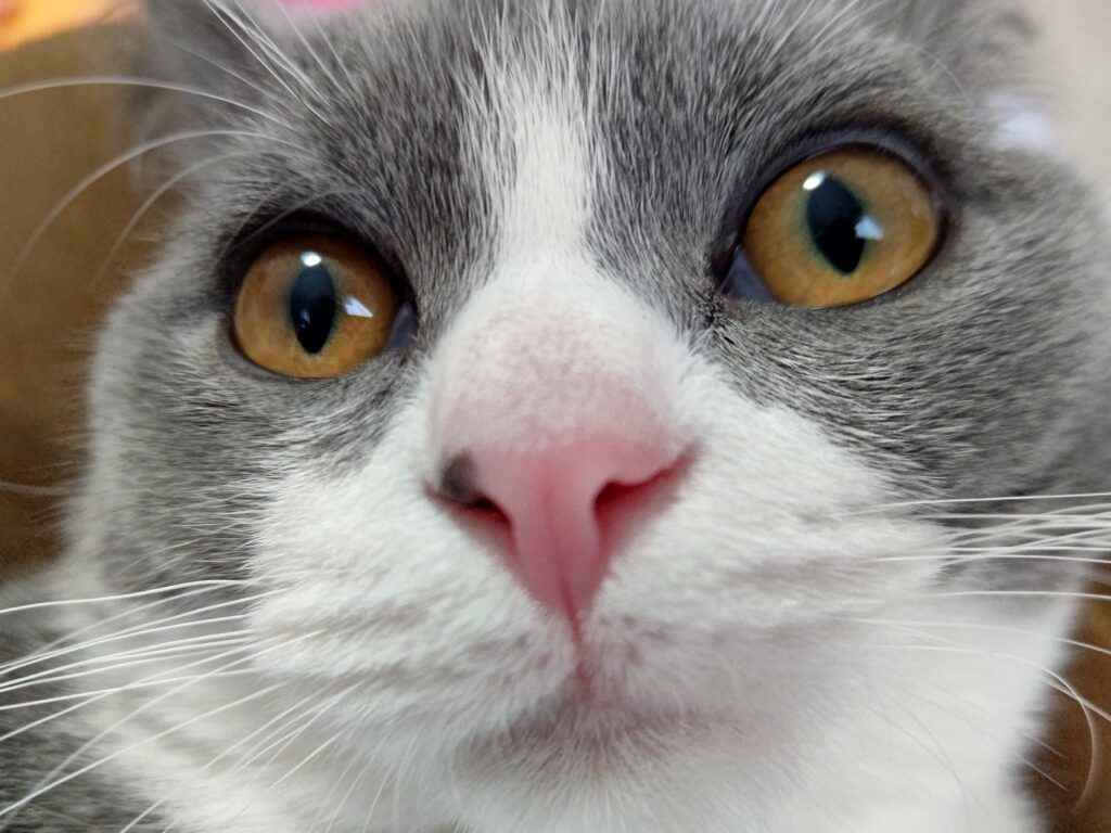 猫鼻支是什么症状（猫咪得了猫鼻支会有这些特征！）-问答屋